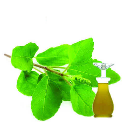 Tulsi Oil